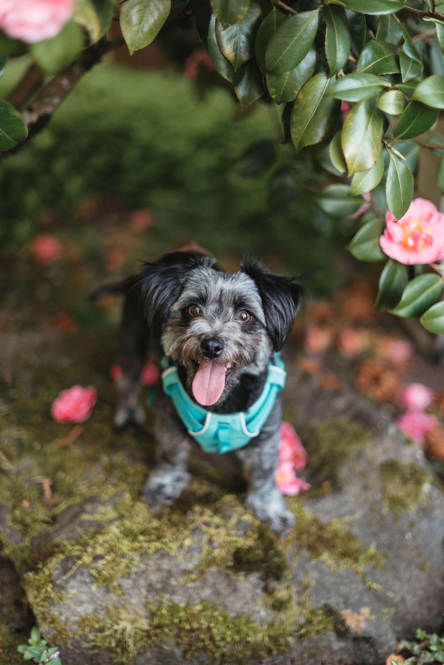 A dog smiling in a flower bed.