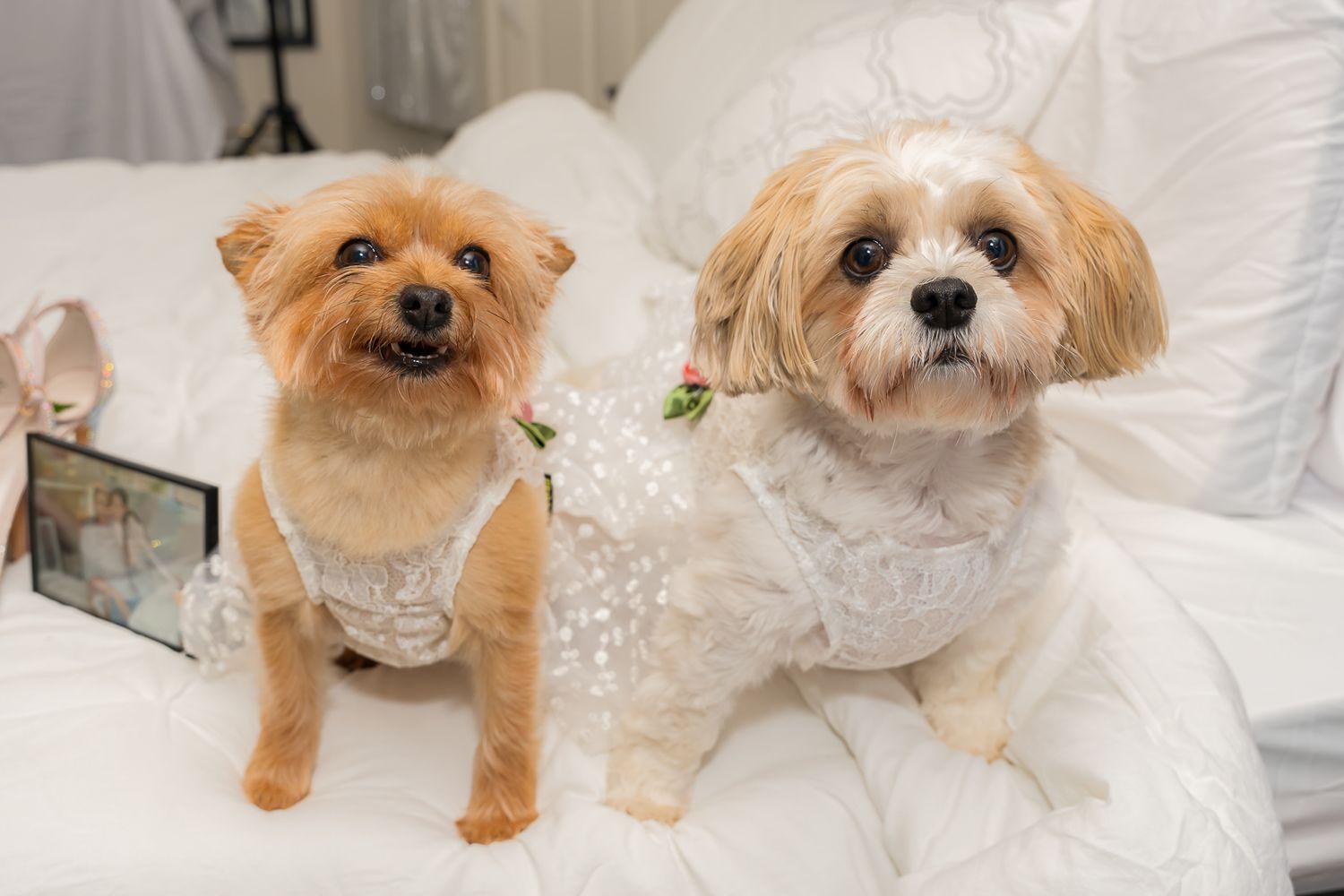 Wedding photographer in Washington DC, Maryland, and Virginia. 829 Media captures wedding that tell your love story