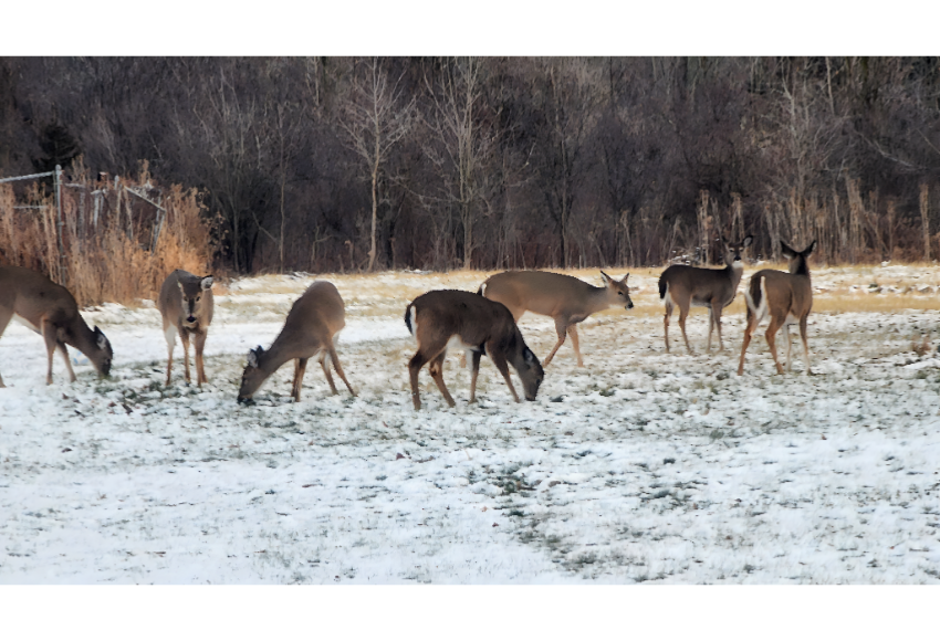 Herd of deer grazing in snowy field during winter.