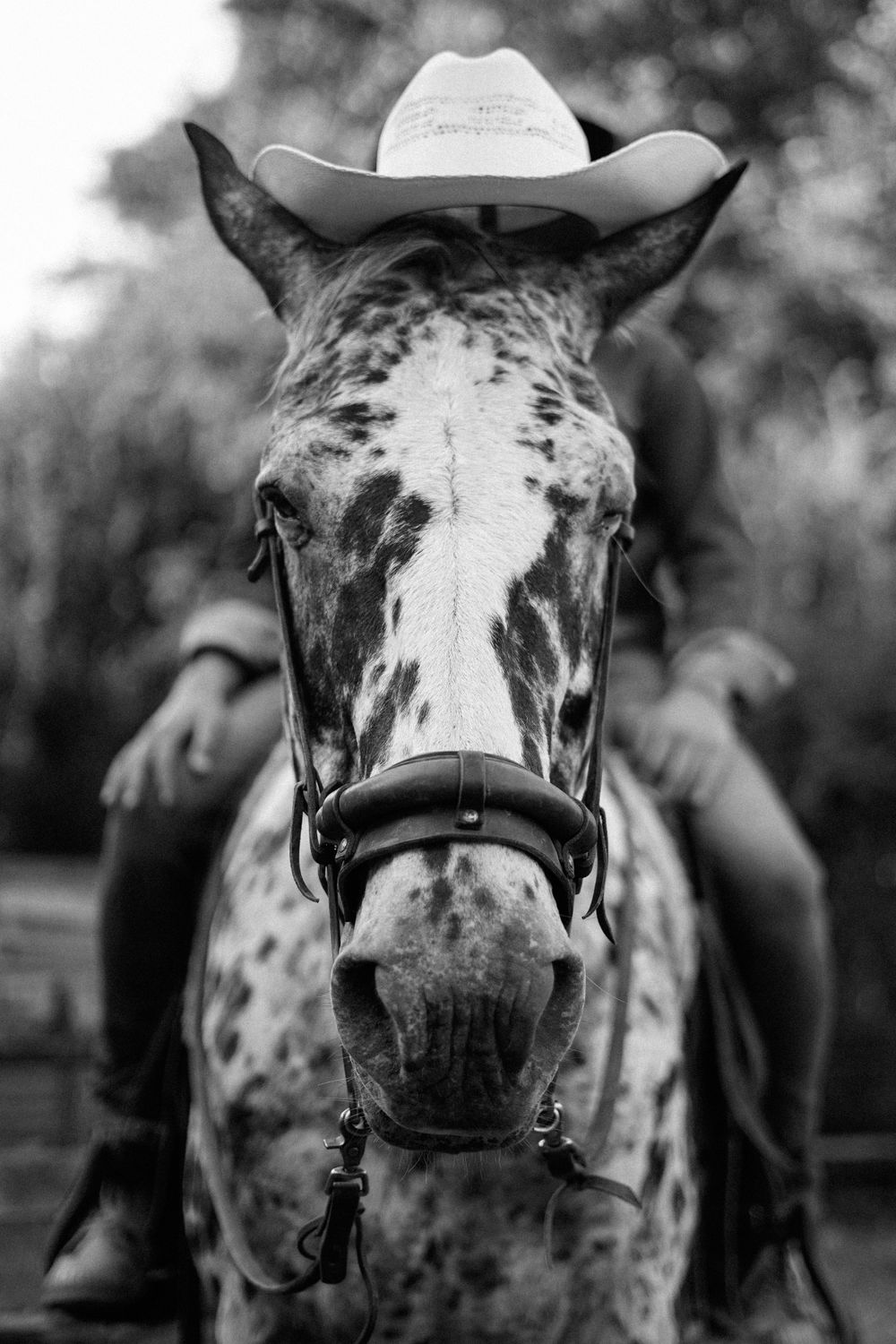 Close-up black and white portrait of a spotted horse wearing a white cowboy hat.