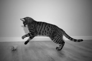 Melbourne Cat Photography