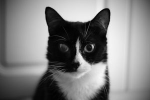 End of life pet photographer cat photoshoot Melbourne