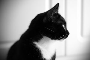 End of life pet photographer cat photoshoot Melbourne