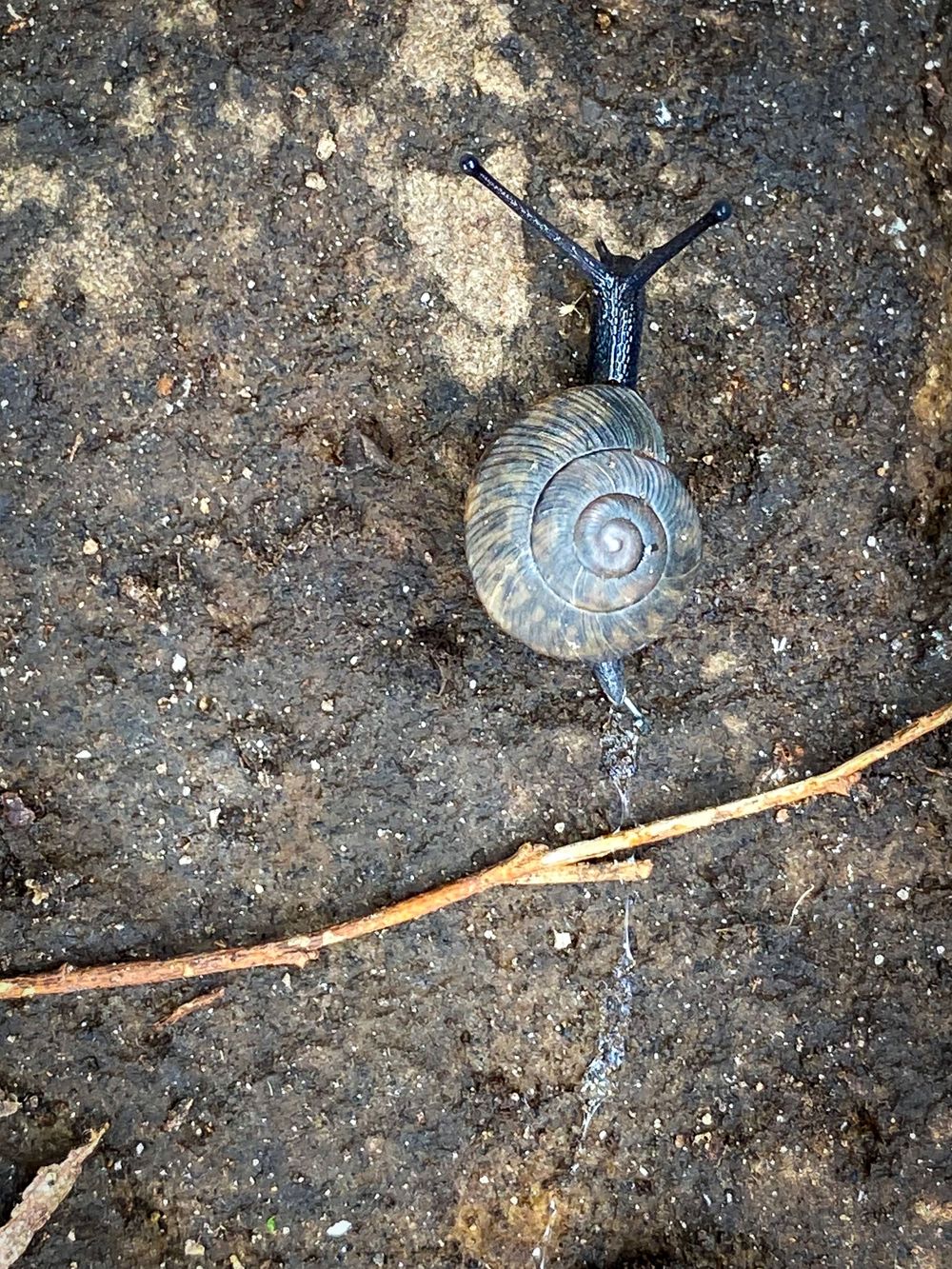 a gray snail crawling across a rock and over a stick leaving a trail of slime behind in my yard in historic downtown Batesville, Arkansas