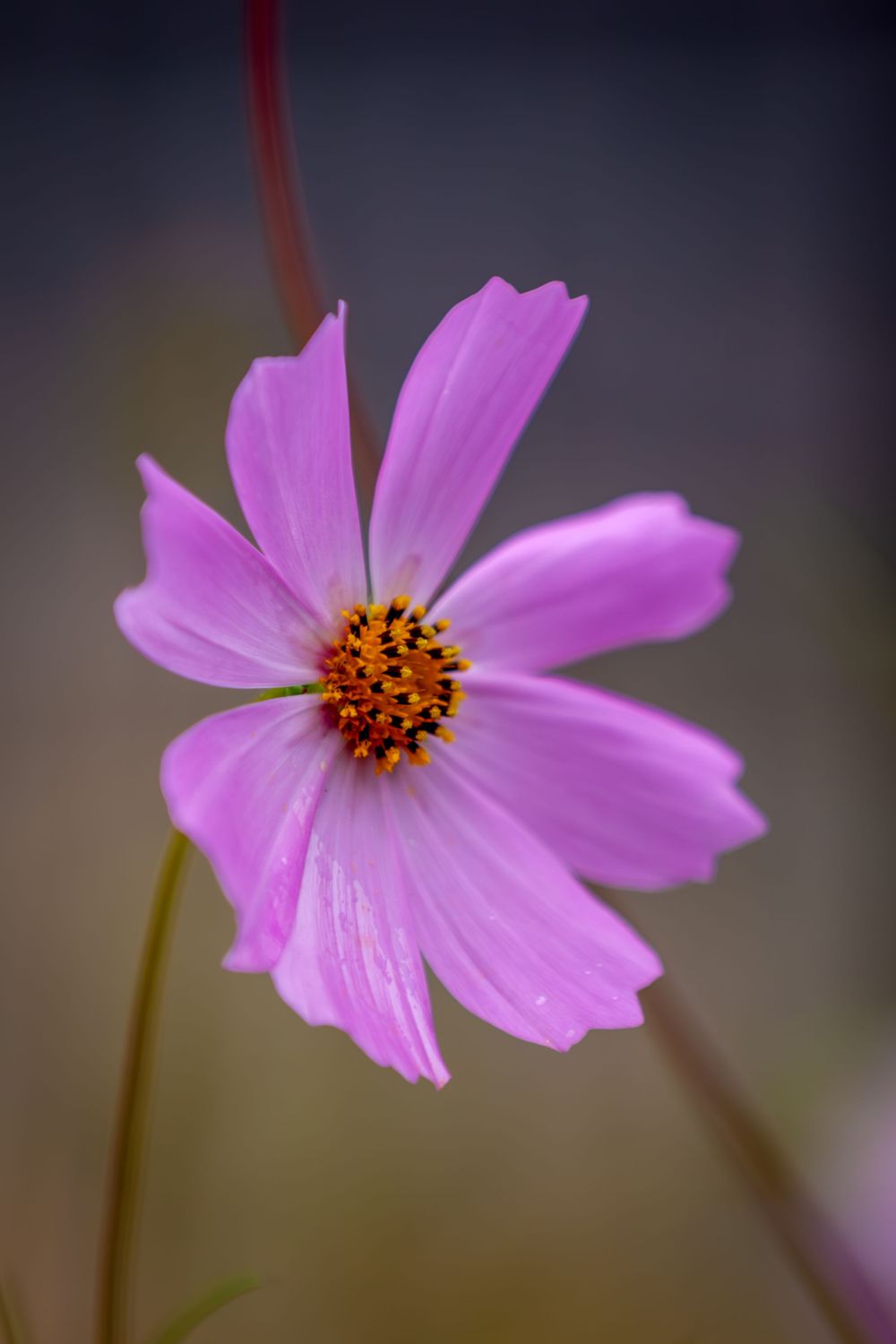purple cosmos flower with yellow and brown center in natural light growing in Colorado Springs, Colorado