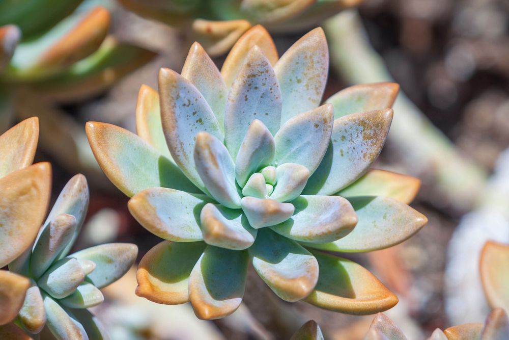 Coppertone Stonecrop succulent growing beautifully in the tropical island sun in the Kona Village resort on the big island of Hawaii