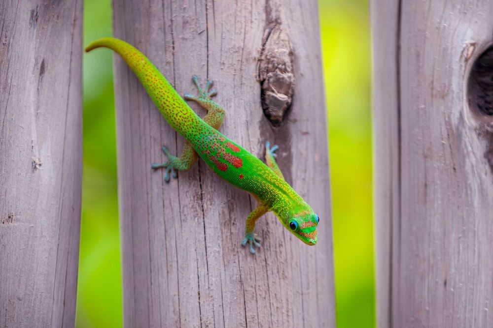 gold dust day gecko on a wooden pole in the outdoor shower of our hale in the Kona Village Resort on the Big Island of Hawaii in daylight