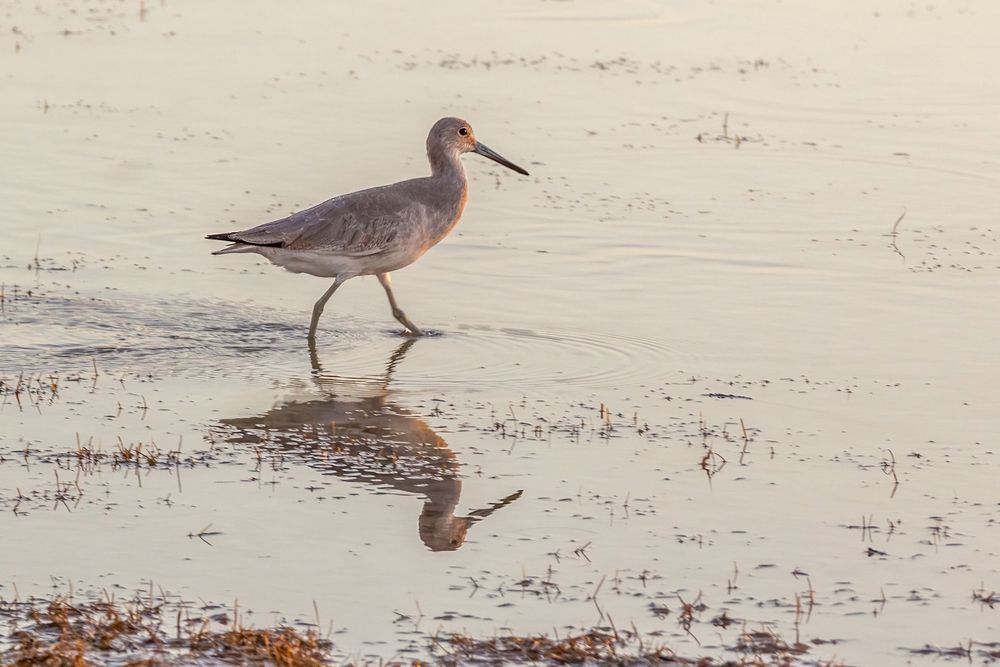 willet with reflection in sunset light wading in the Tigertail Beach Lagoon on Marco Island, Florida