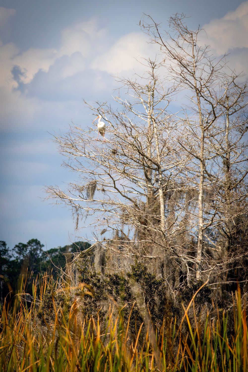 white Ibis perched in a tree in front of the blue sky with clouds and tall marsh grasses below in the Orlando Wetlands in Christmas, Texas