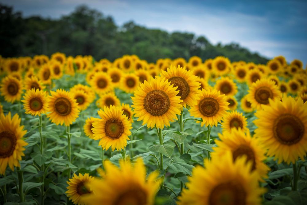 a field full of sunflowers on a cloudy morning at Grinter Farm in Lawrence, Kansas