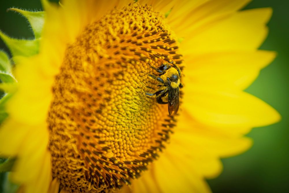 close-up of bumblebee on a sunflower on a cloudy day at Grinter Sunflower Farm in Lawrence, Kansas