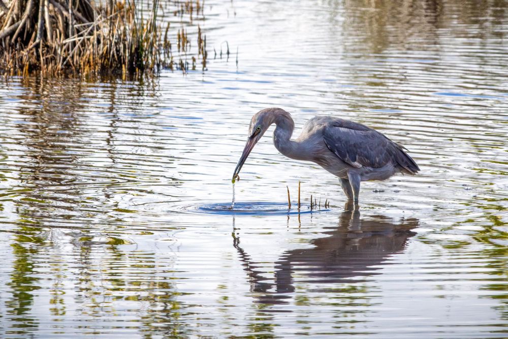 Reddish Egret with a catch in its mouth in the afternoon sun of the marsh of the Black Point Wildlife Drive in Brevard County, Florida