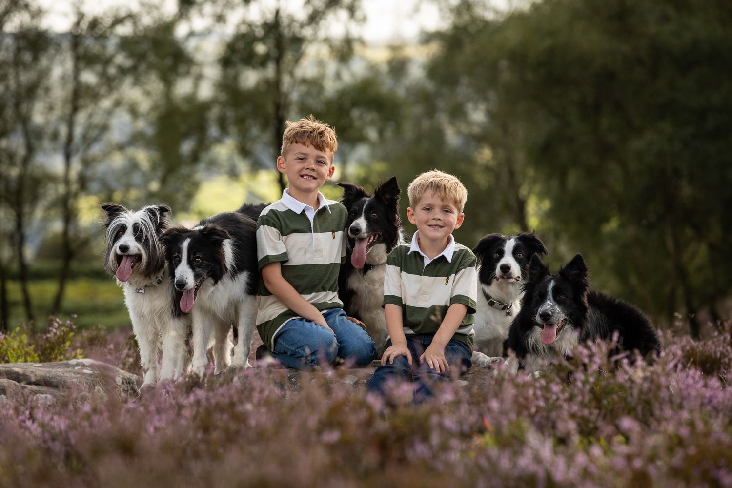 Two children sit among purple heather with four black and white Border Collie dogs in an outdoor setting.