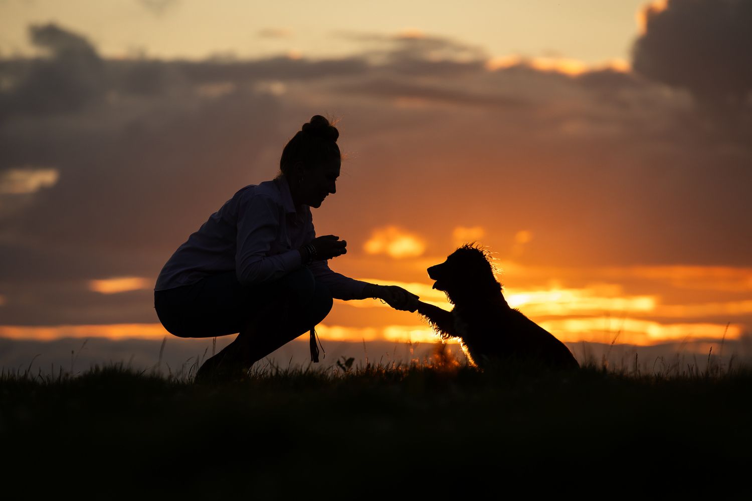 Silhouettes of dogs and people playing against a dramatic orange sunset sky.