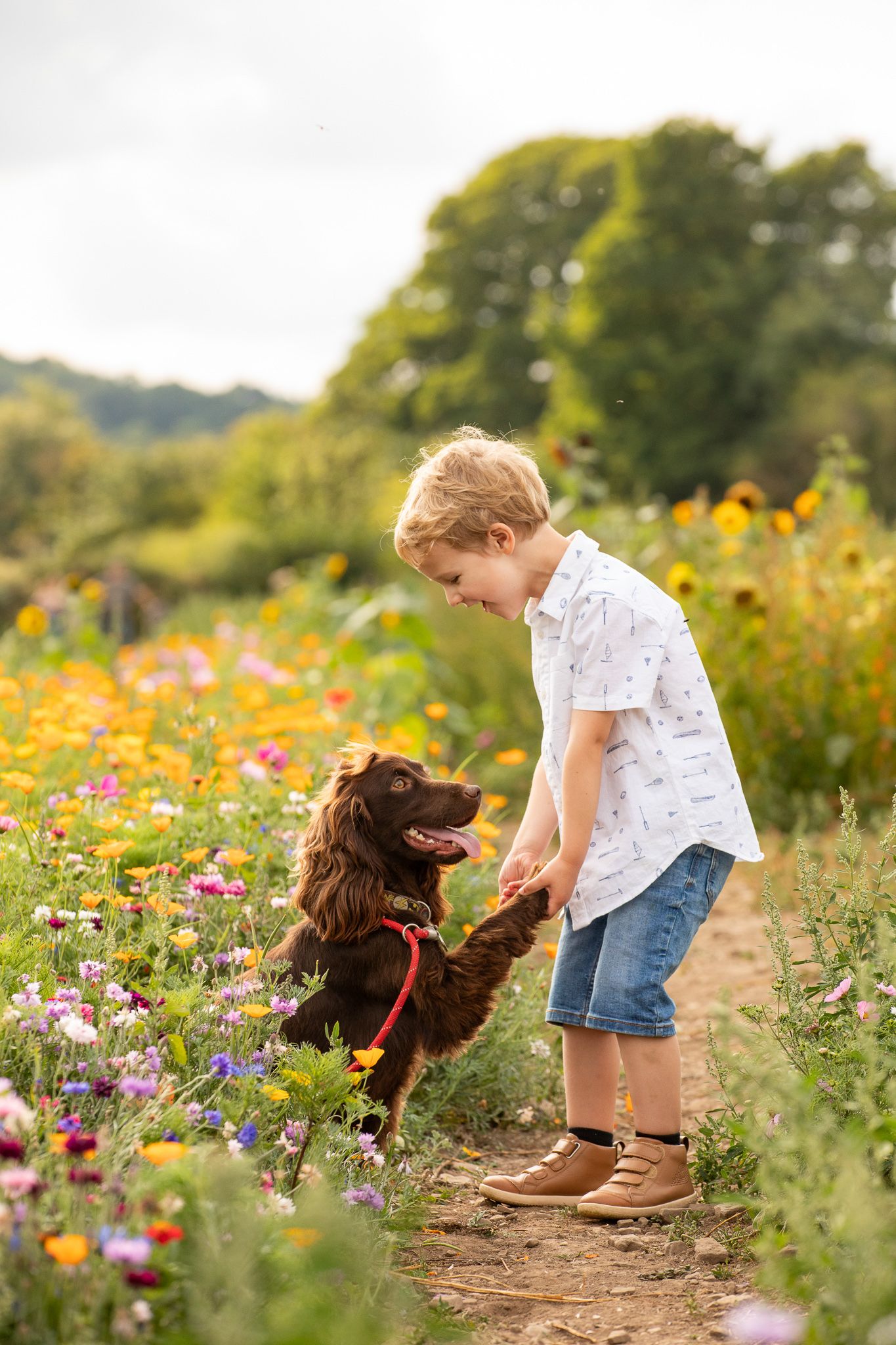 A child and brown spaniel dog interact on a dirt path surrounded by colorful wildflowers on a sunny summer day.