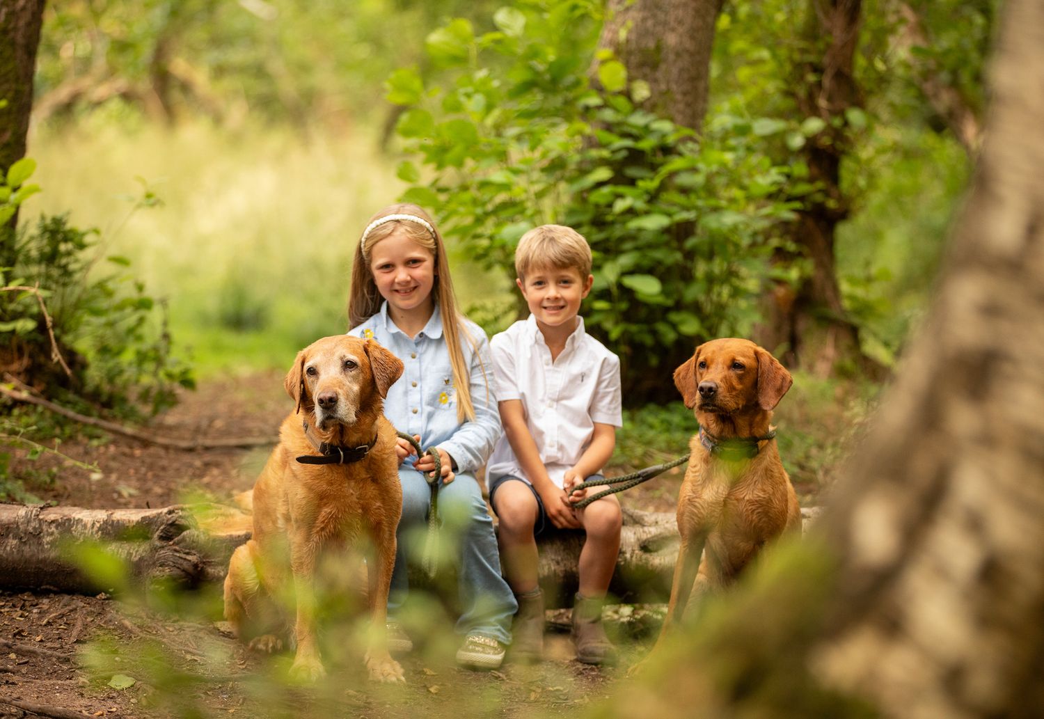 Two children sitting on a log in the woods with two golden retrievers on a sunny day.