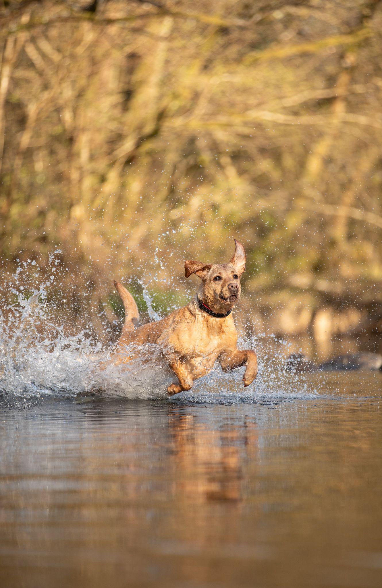 Dog splashing and playing in water creating dramatic spray effects.