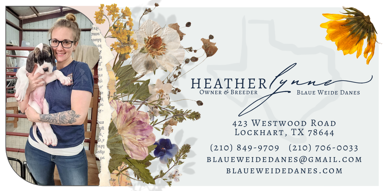 Business card for Heather Lynne, owner and breeder of Blaue Weide Danes in Lockhart, TX.