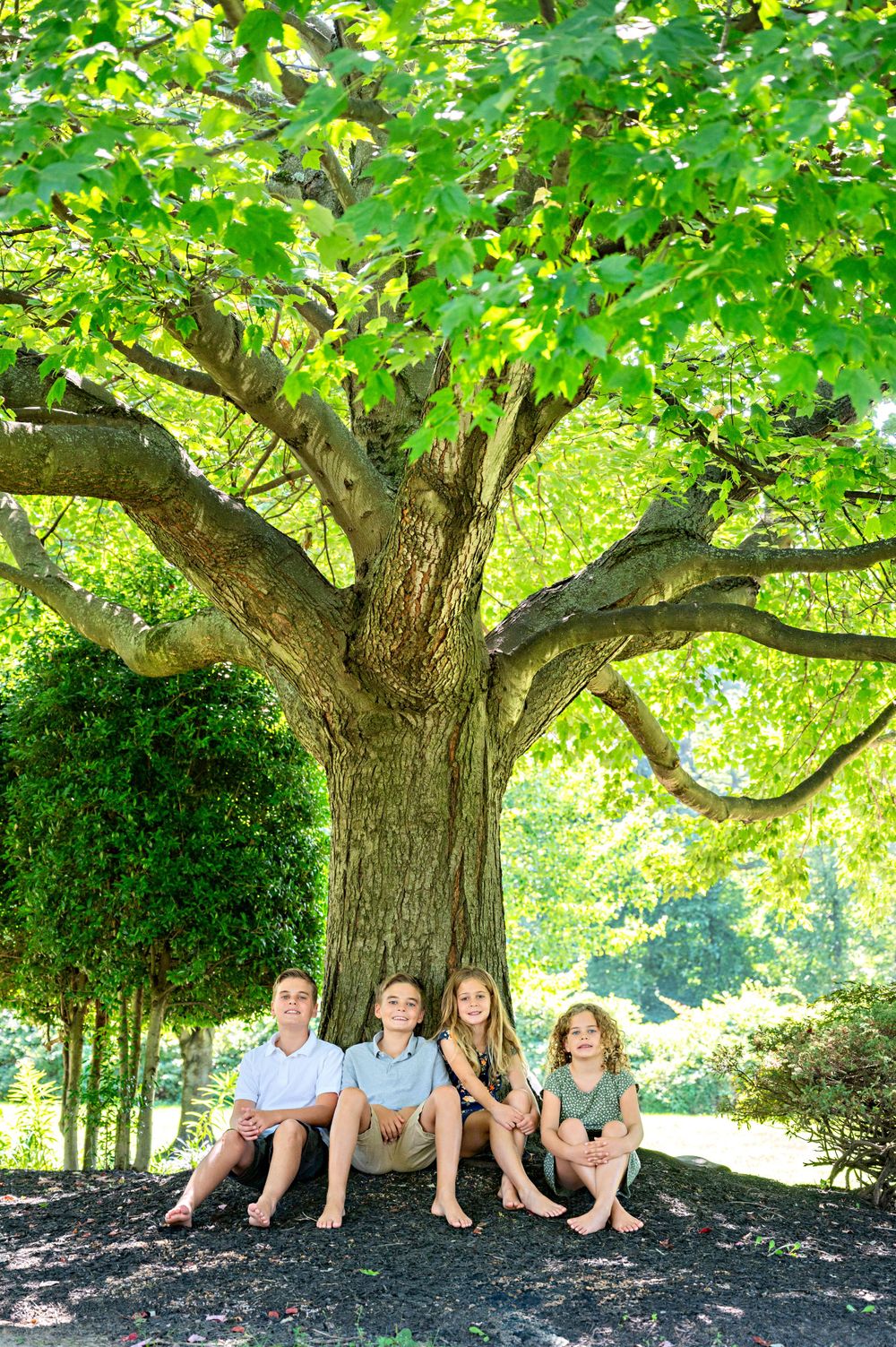 Family portrait. Four children sitting under large shady tree with green foliage on summer day.