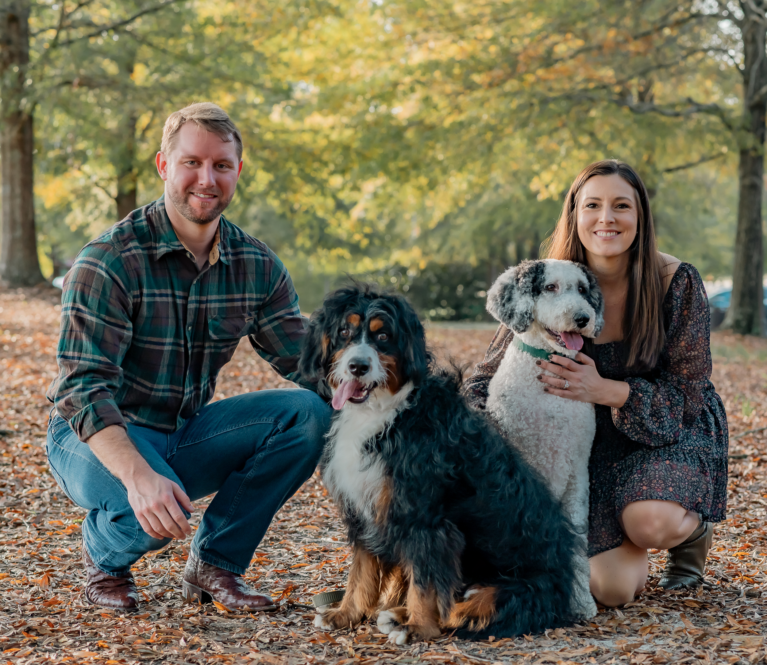 A person in a plaid shirt sits with their Bernese Mountain Dog and Australian Shepherd on fallen autumn leaves.