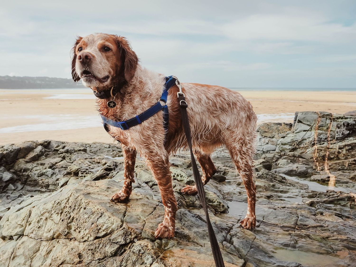 Zara Davis Wedding Photography Louis the Brittany Spaniel dog
