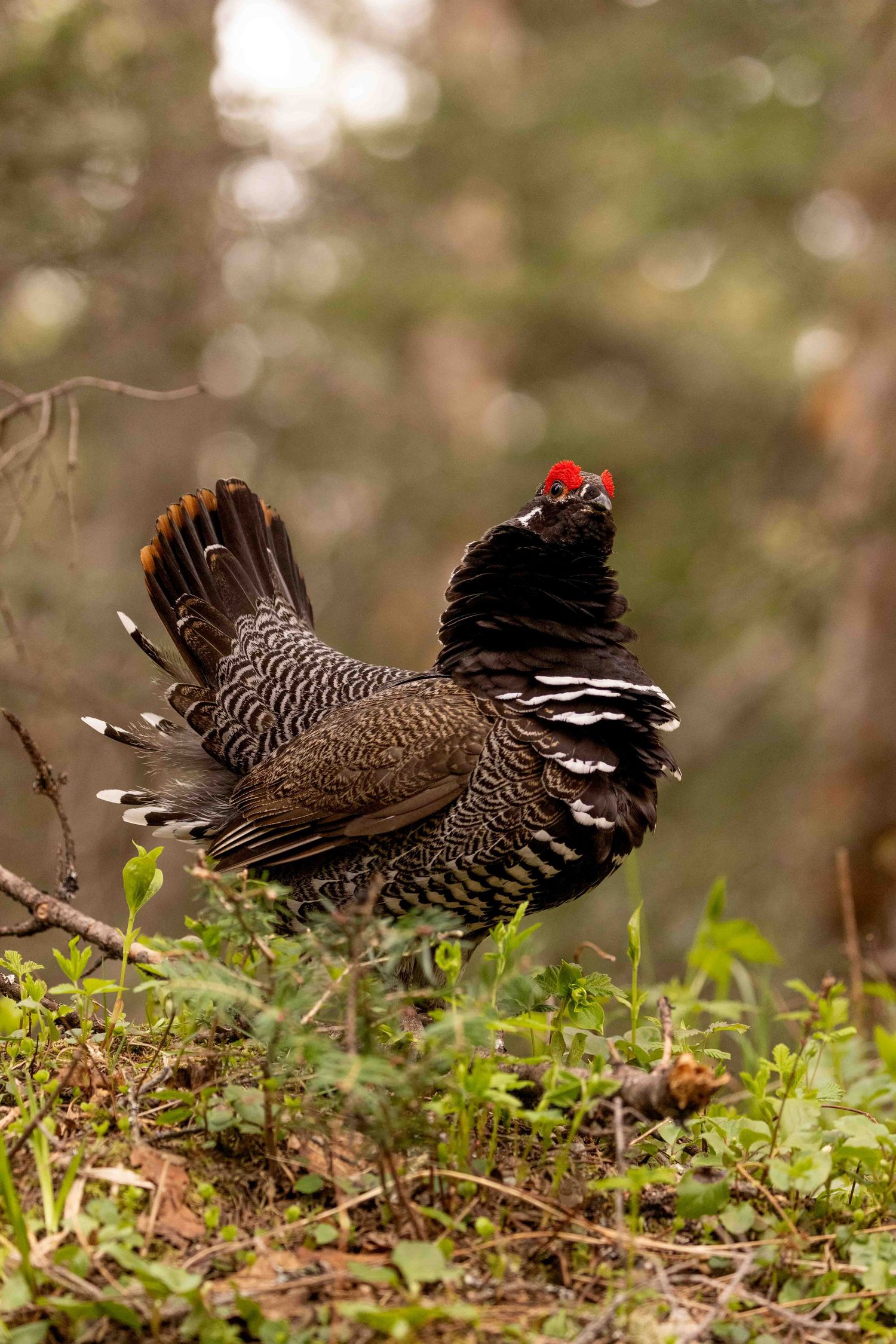 A male spruce grouse displays its feathers while standing on forest ground with a blurred natural background.