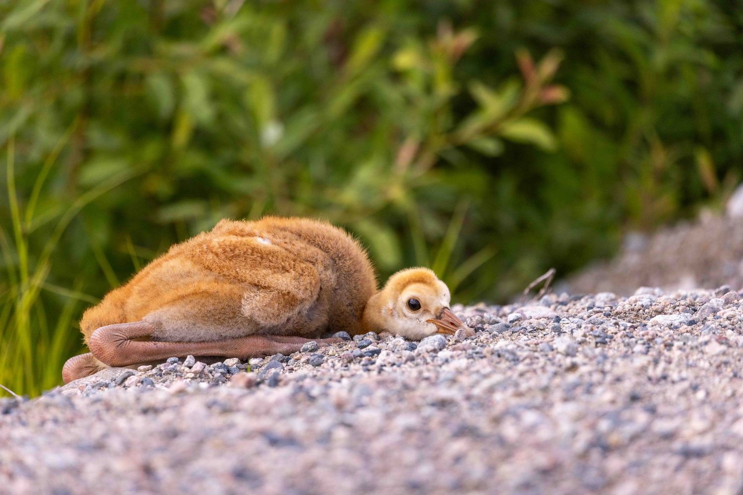 A small brown duckling walks along a gravel path on a sunny day.