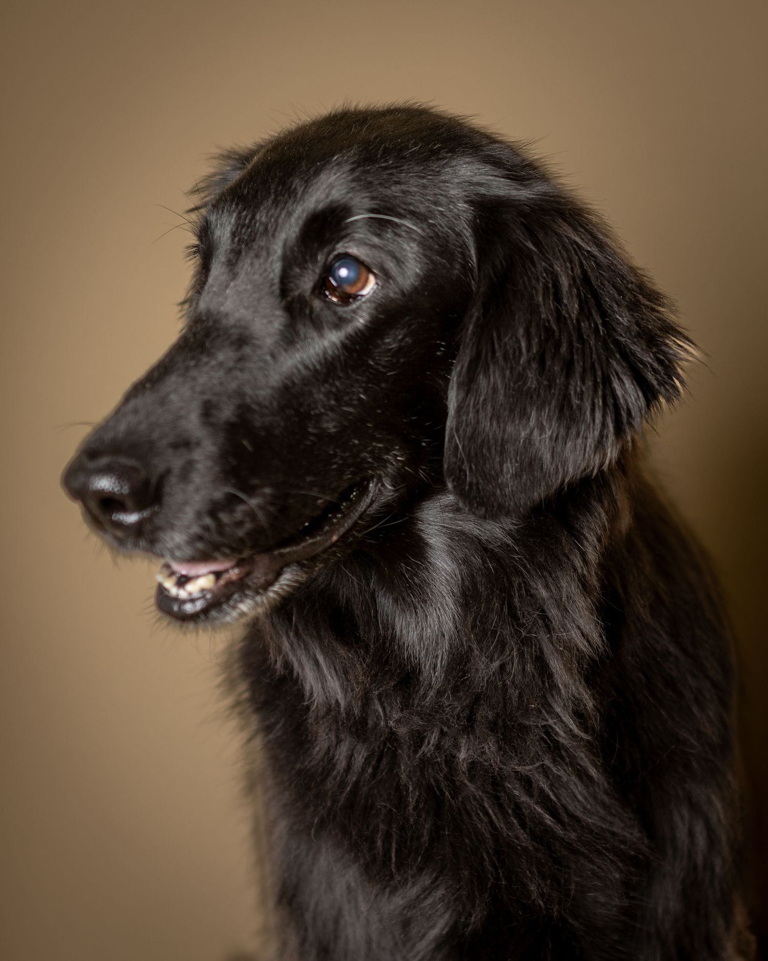 Prescott Arizona Pet Photography