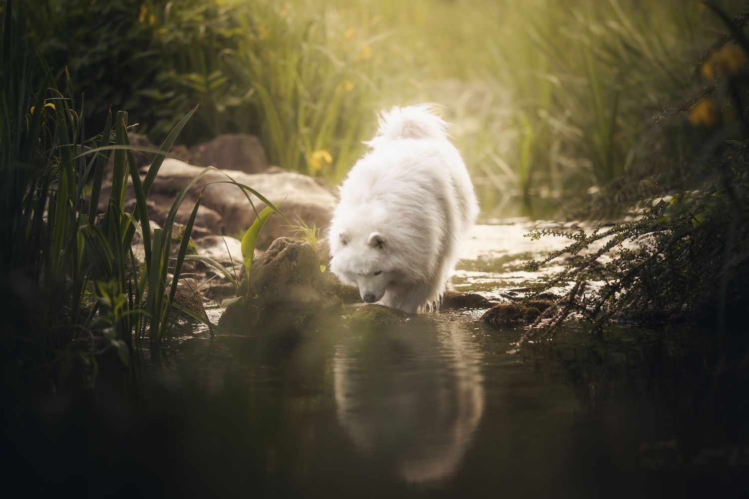 A fluffy white dog runs joyfully across a dusty terrain at sunset.
