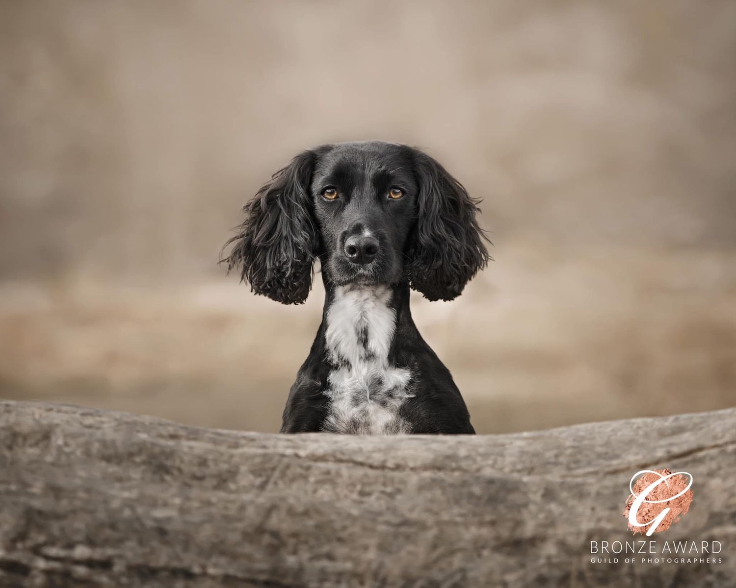 A black and white spaniel dog peering over a wooden fence against a neutral background.