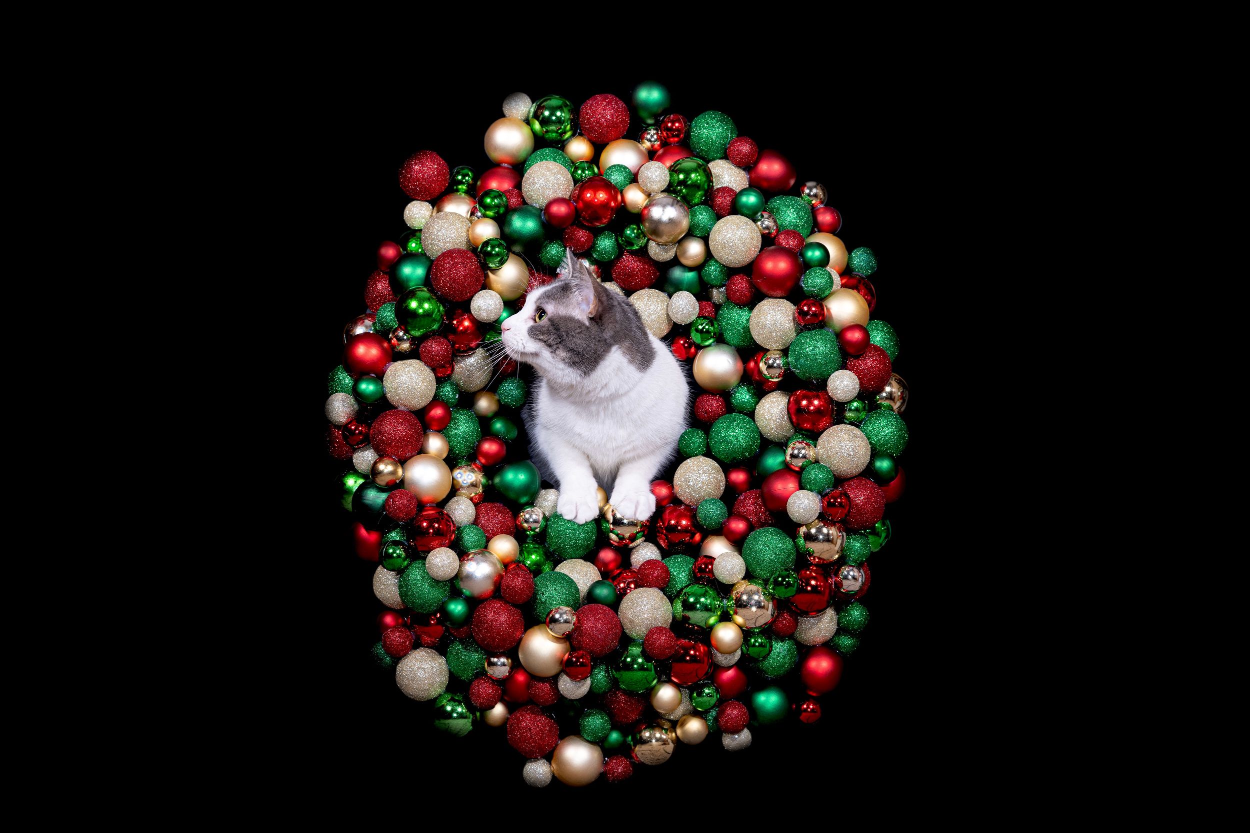 Cat poking it's head out of a ornament wreath