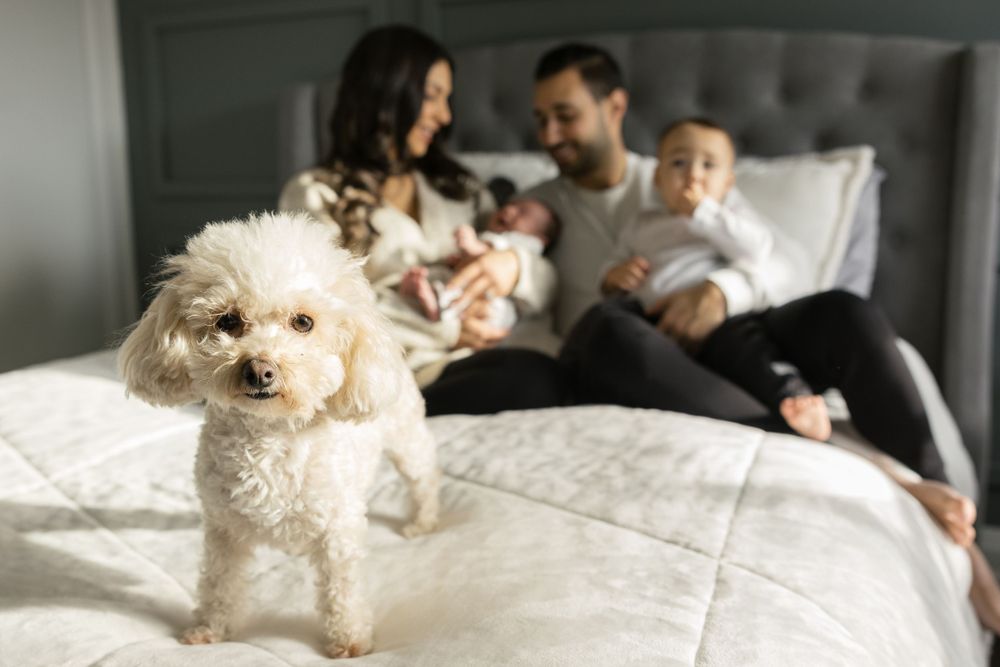 Small white dog sits on bed with family in background.