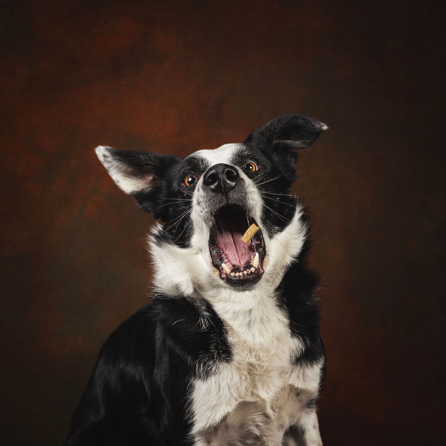 A Yorkshire Terrier dog with long brown fur sits against a dark brown studio background.