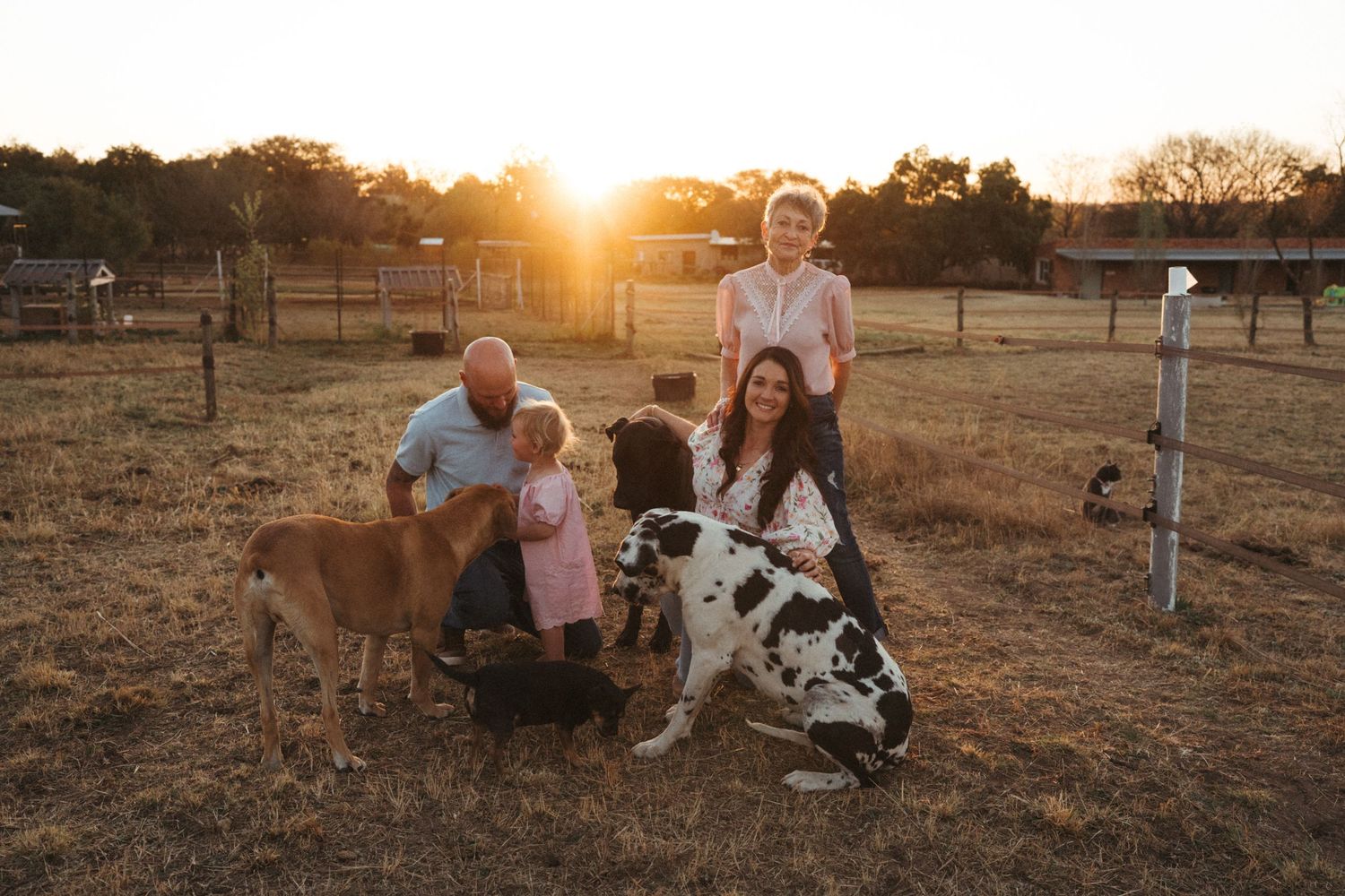 Farm animals graze in a rustic field during golden hour with fencing in the background.