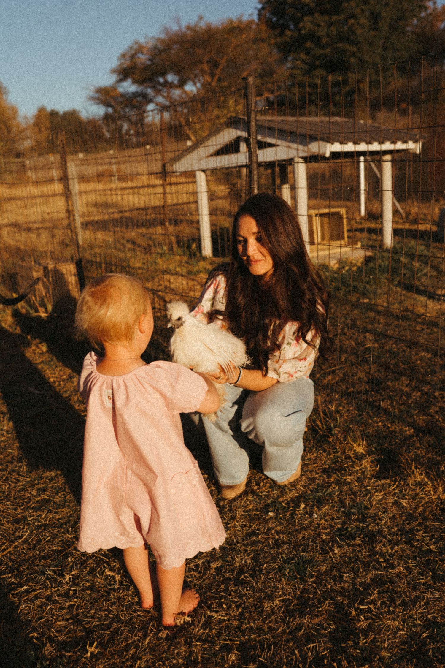 A sunny afternoon scene on a farm with chickens and natural lighting.