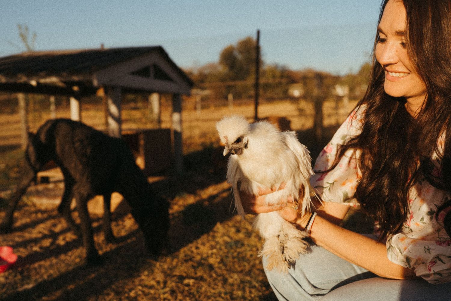 A white horse receives affection in a sunlit pasture.