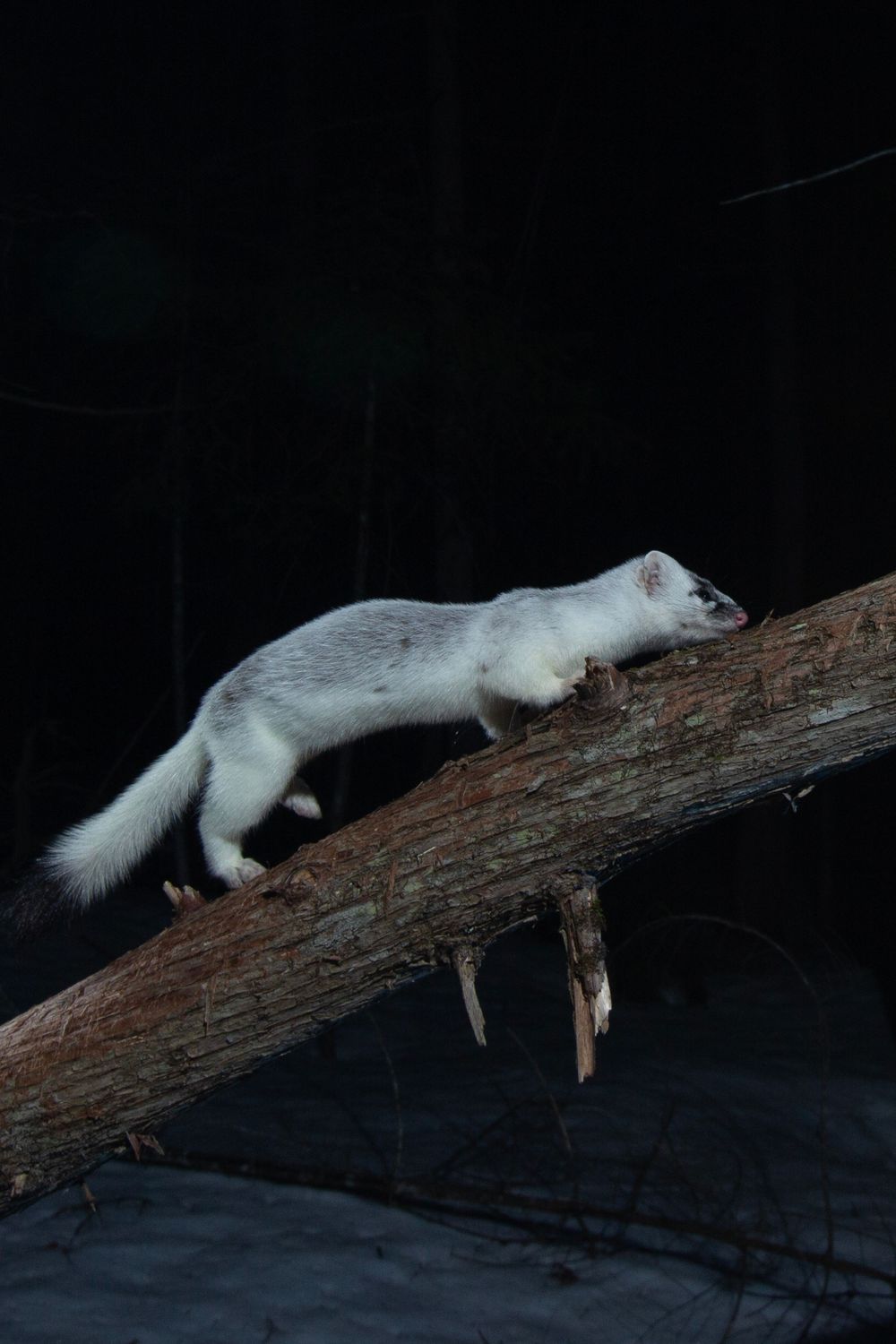A white ermine stoat in winter coat walks along a snow-dusted fallen log in a dark winter forest.