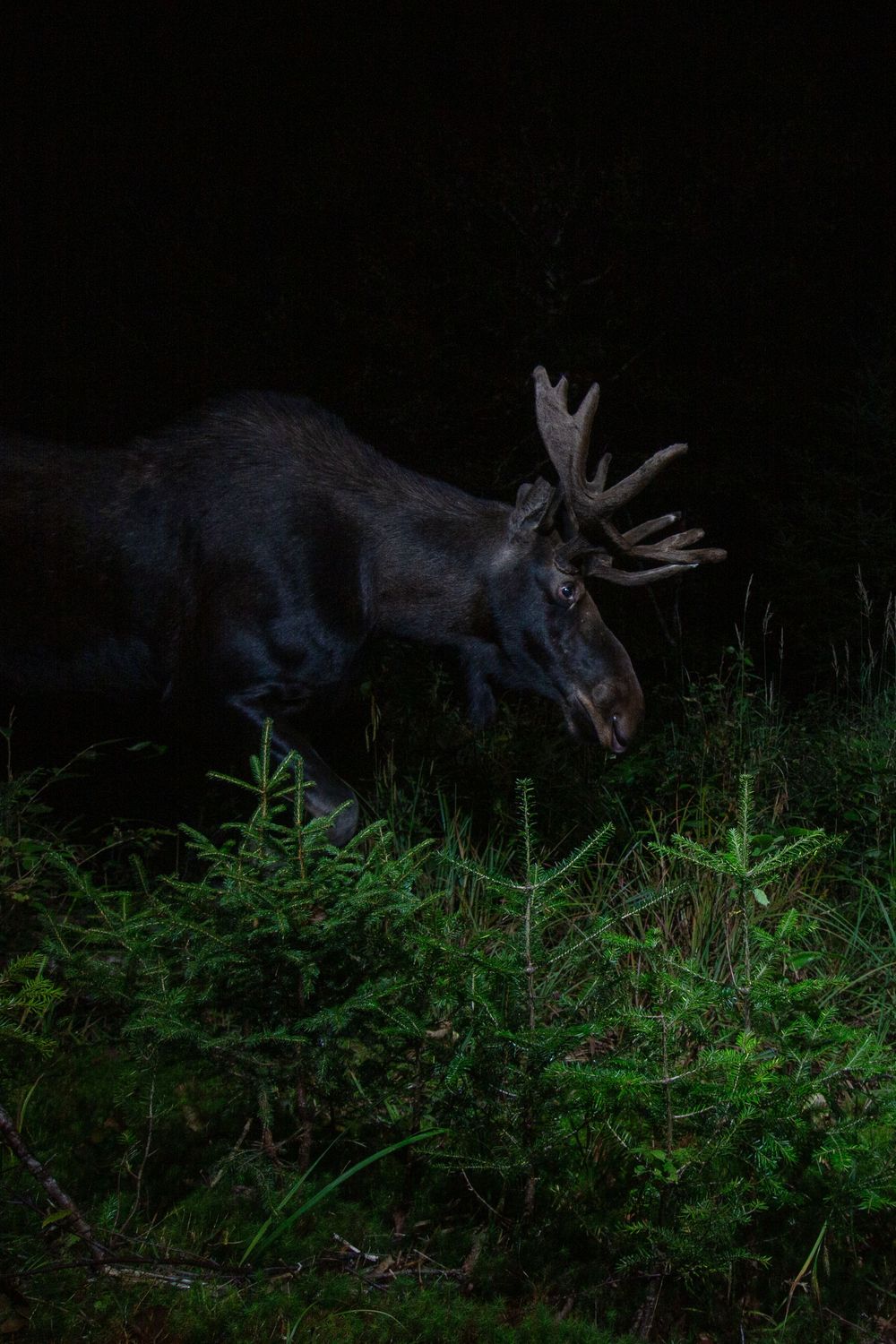 A bull moose forages in dense green vegetation at night, illuminated against a dark background camera trap photography by Ethan Eisenhaur
