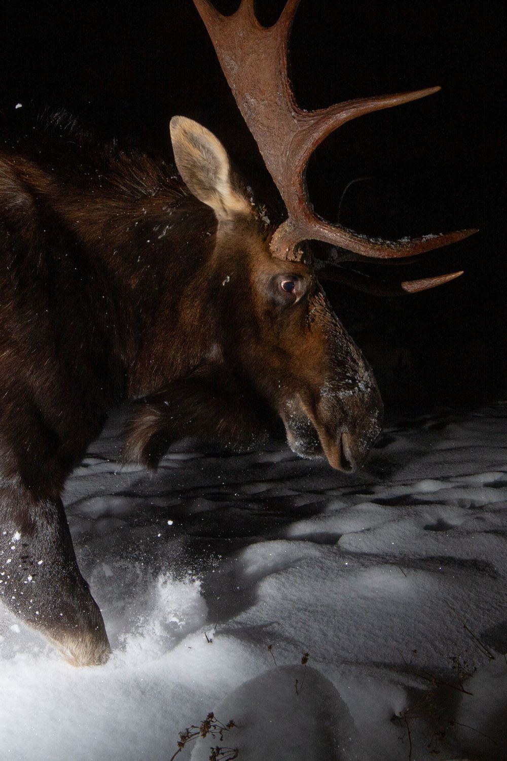 A close-up of a bull moose with large antlers trudging through deep snow in a dark winter night scene.