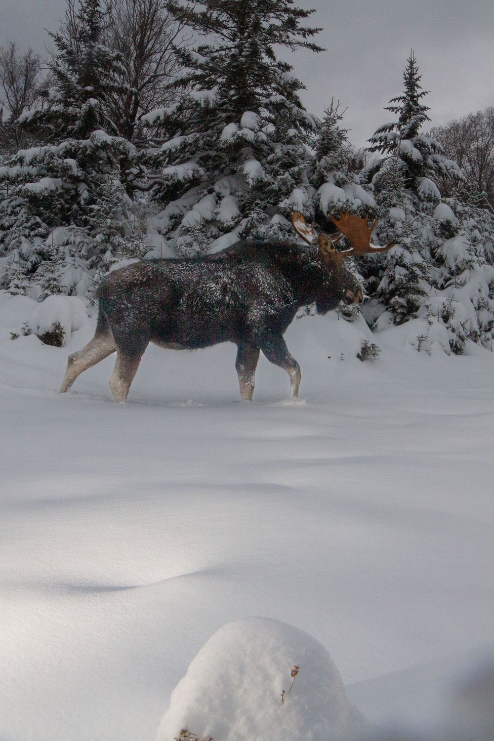 A bull moose walks through deep snow in a winter forest landscape with snow-covered evergreen trees.