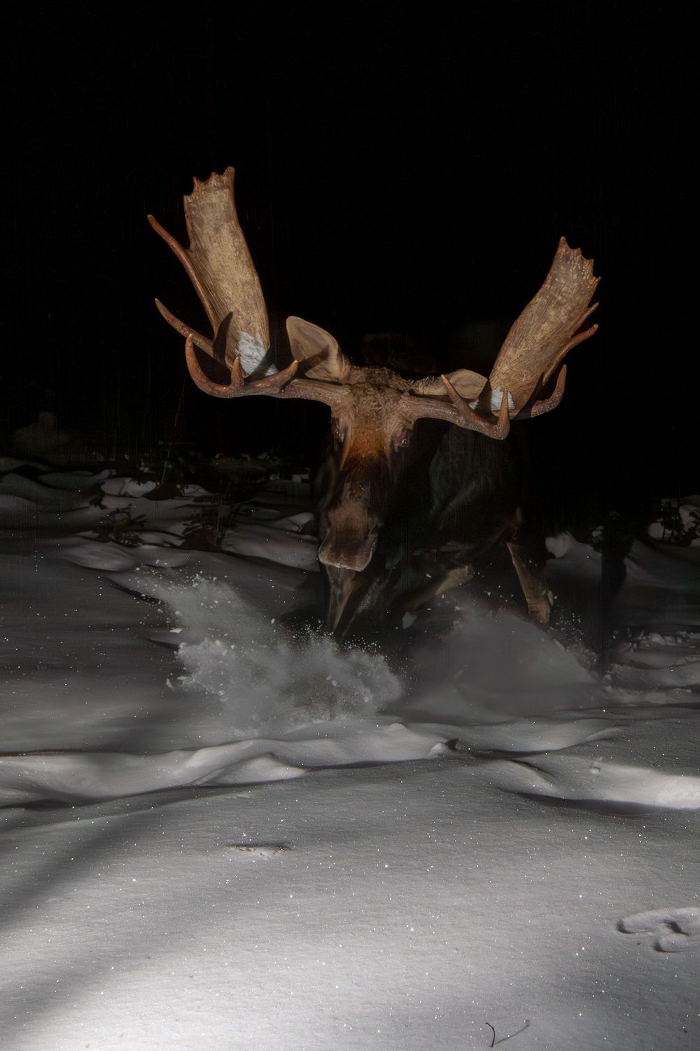 A bull moose with wide antlers charges through deep snow at night, sending powder flying in the darkness.