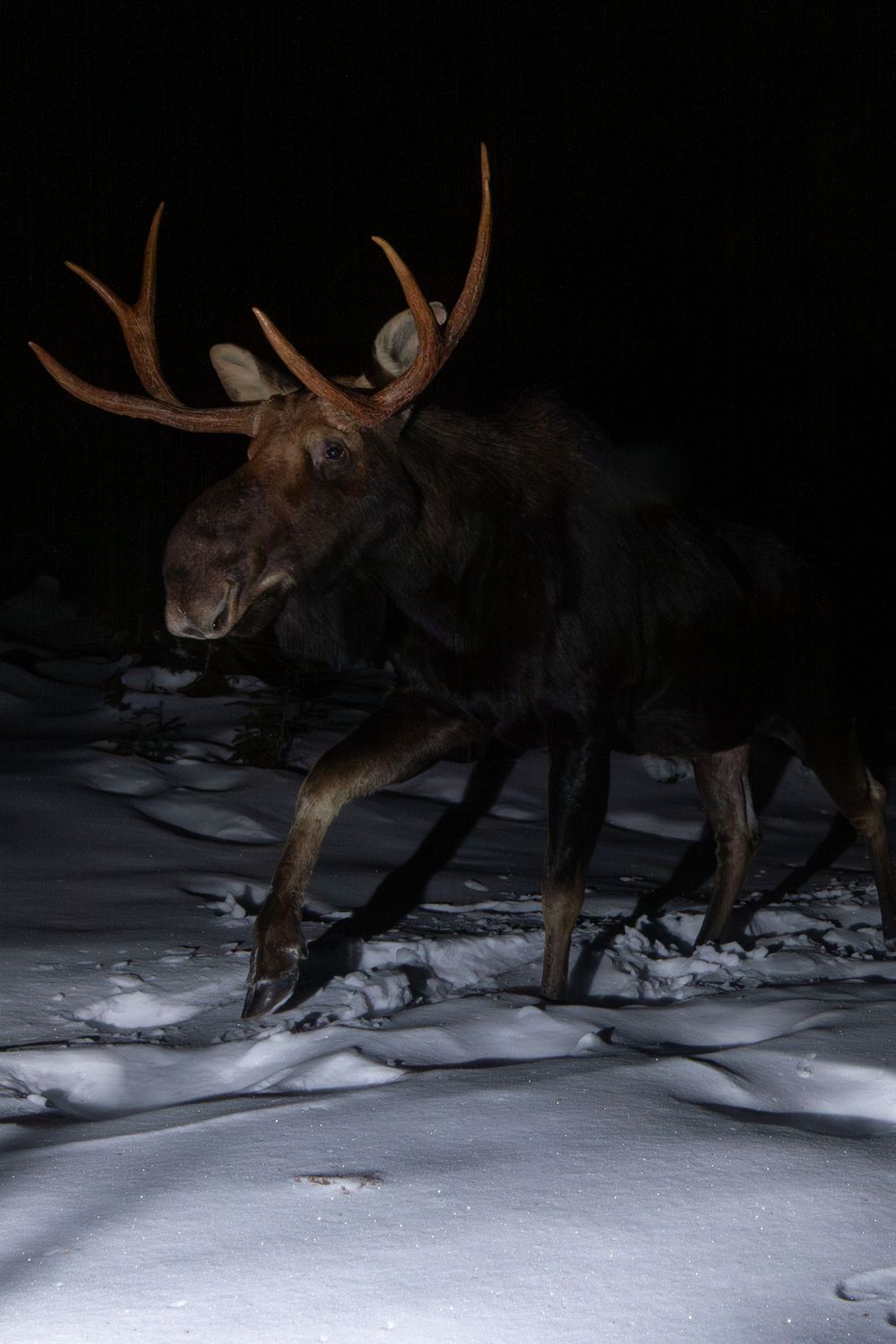 A bull moose with large antlers walks across snow-covered ground in the darkness of night camera trap photography by Ethan Eisenhaur