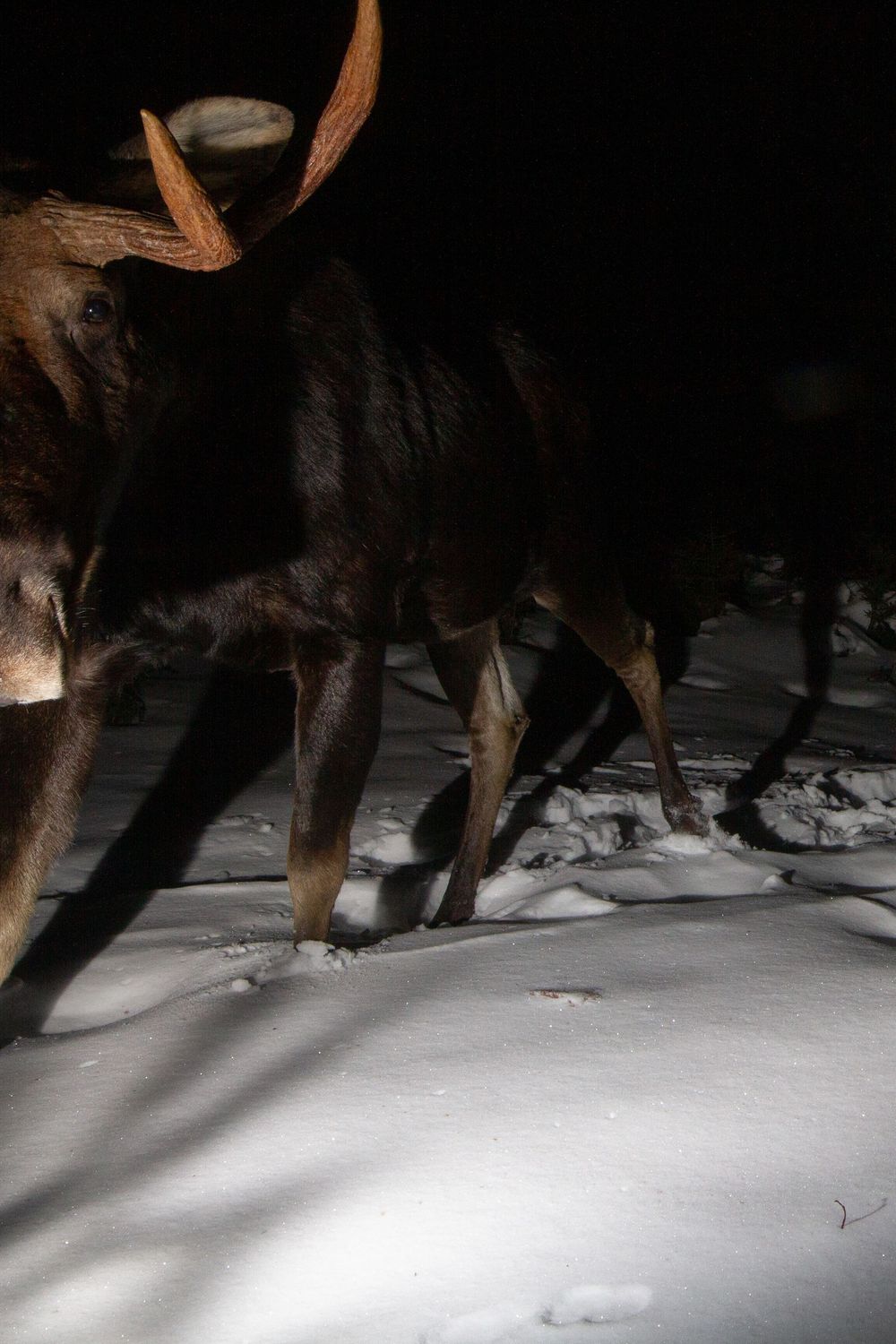 Two moose walk through snow at night, captured in dramatic low-light photography showing their legs and antlers camera trap photography by E