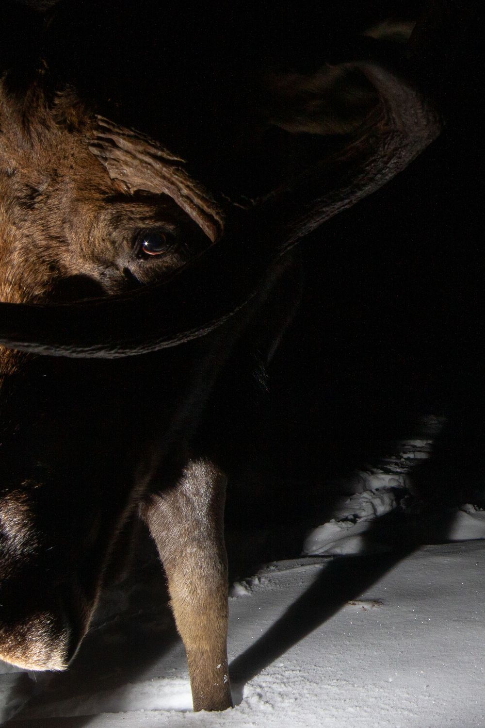 Close-up of a moose face in darkness, highlighting its eye and distinctive bell against a snowy background camera trap photography by Ethan