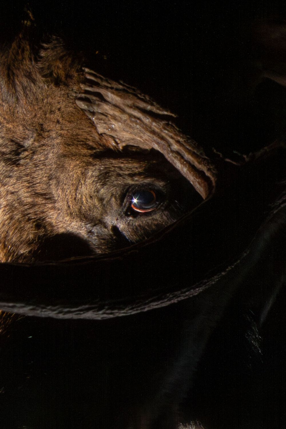 Extreme close-up of a moose eye reflecting light in near darkness, showing detailed fur texture camera trap photography by Ethan Eisenhaur