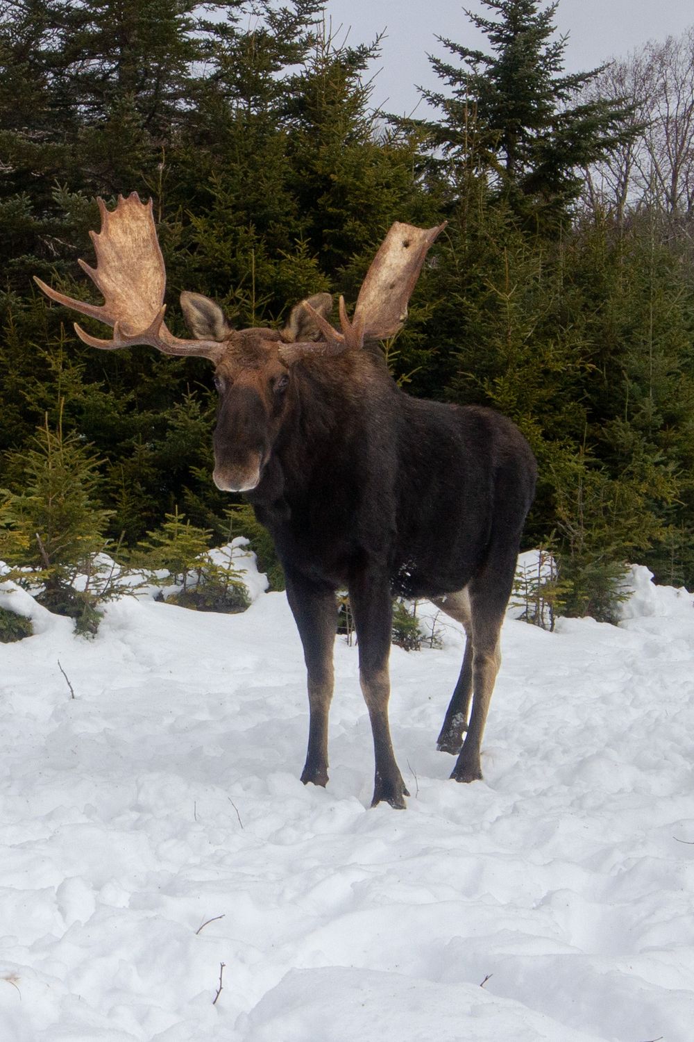 A large bull moose with impressive antlers stands in snow facing the camera with evergreen trees behind camera trap photography