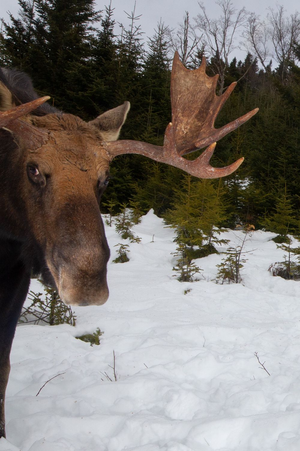 Close-up side profile of a bull moose with large antlers in a snowy winter forest setting camera trap photography by Ethan Eisenhaur