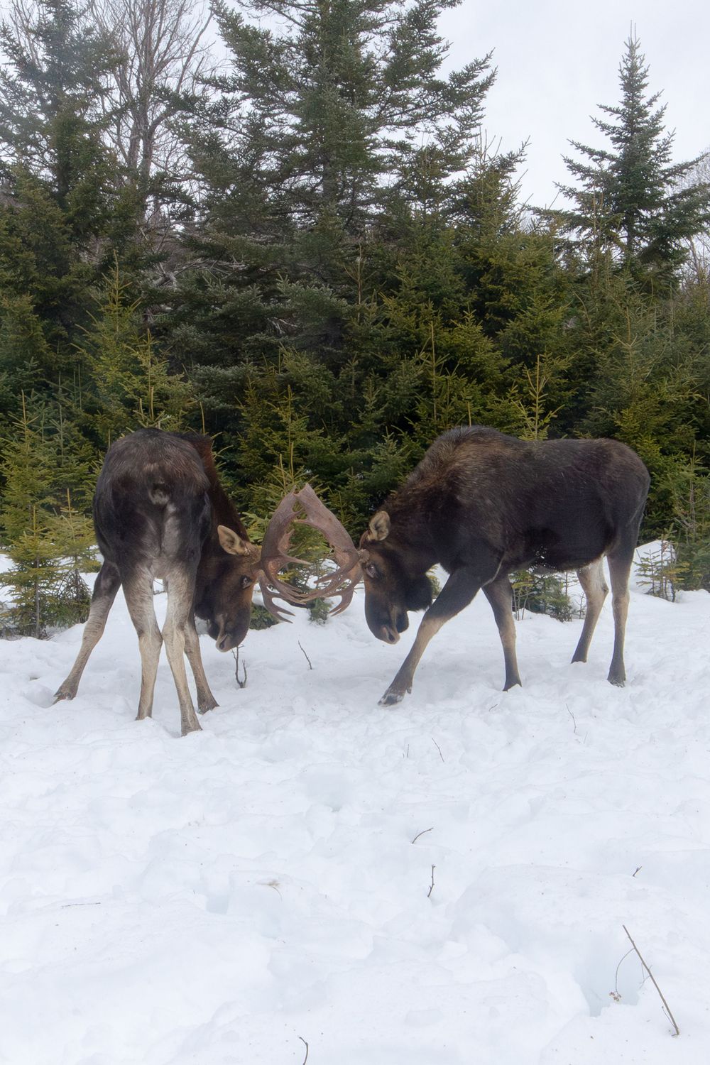 Two bull moose spar with locked antlers in a snowy clearing s in winter camera trap photography by Ethan Eisenhaur