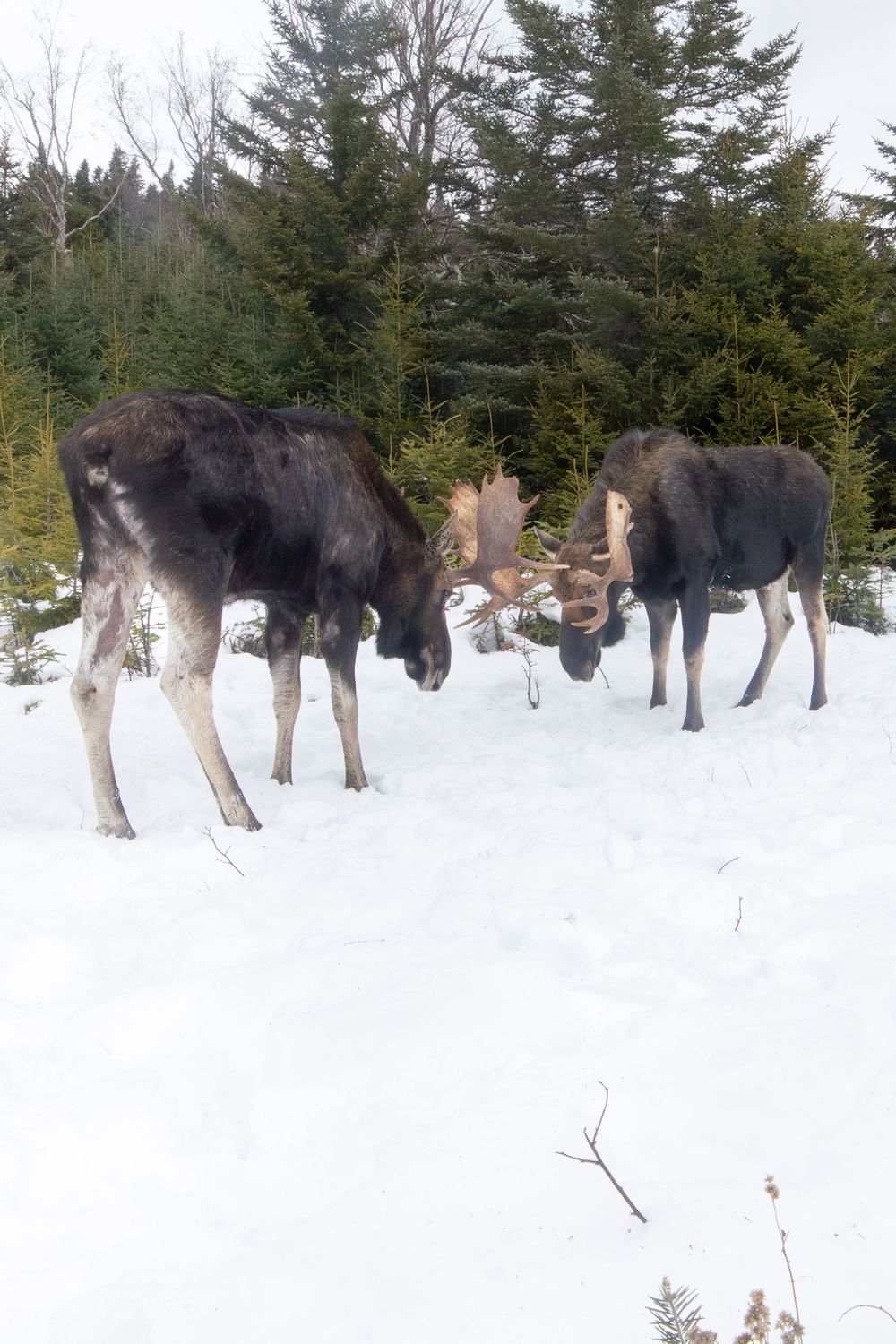Two bull moose graze and interact in a snowy clearing bordered by snow-dusted evergreen trees camera trap photography by Ethan Eisenhaur