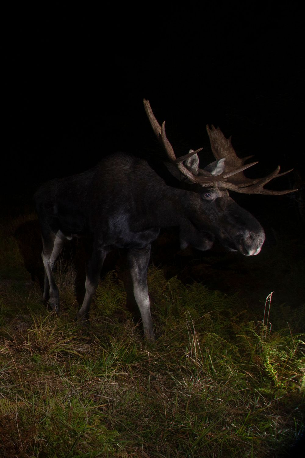 A bull moose with broad antlers stands in dark vegetation, illuminated by flash photography at night.